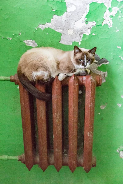 Bezdomnych kotów dorosłych — Zdjęcie stockowe
