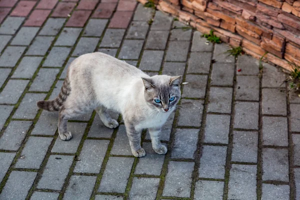 Hajléktalan felnőtt macska — Stock Fotó