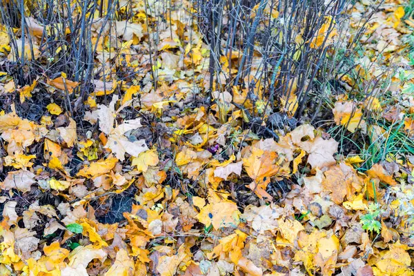 Gele herfstbladeren — Stockfoto