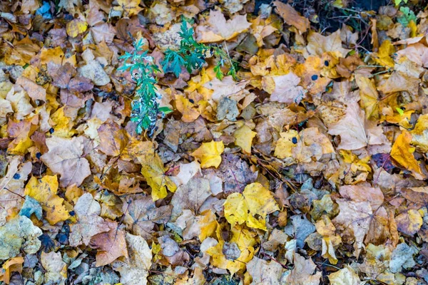 Gele herfstbladeren — Stockfoto