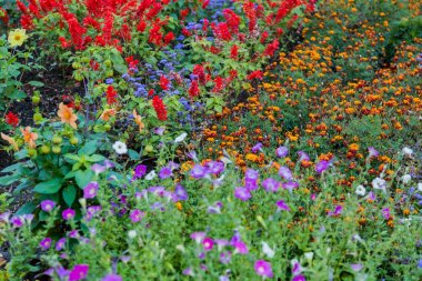 aydınlık yaz çiçek