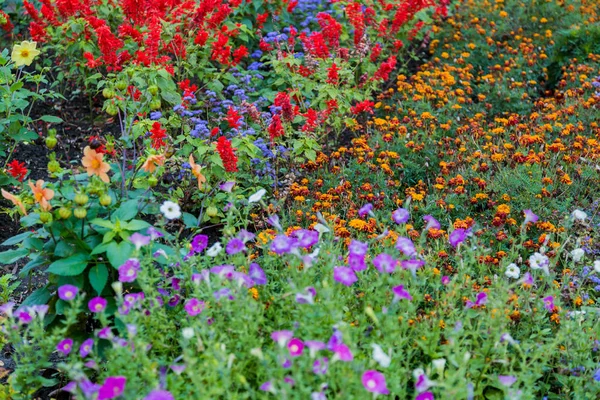 Flores de verano brillantes — Foto de Stock