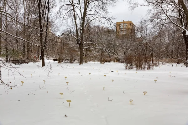 Tél a városi parkban — Stock Fotó