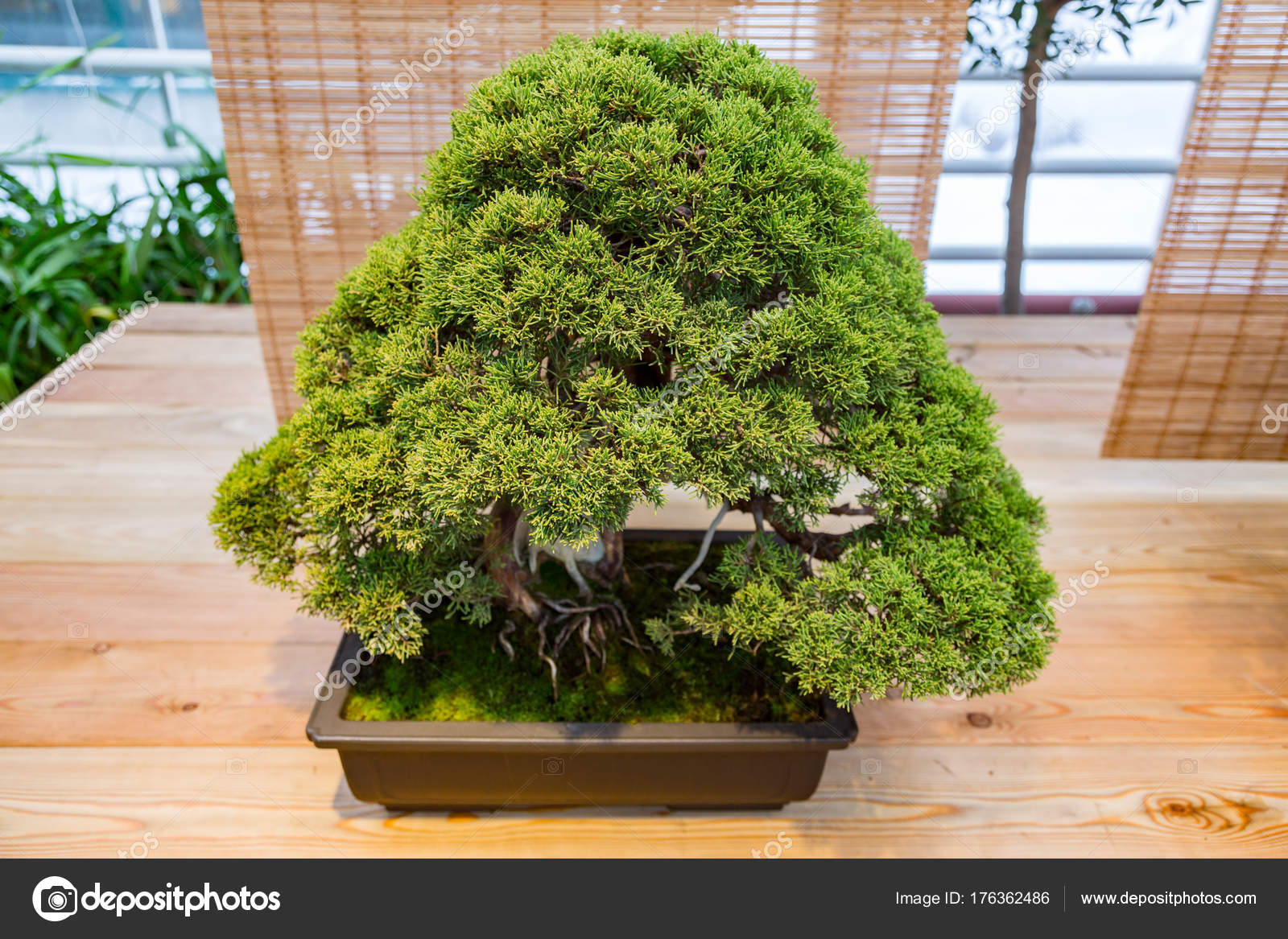 Bonsai nedir nasıl yetiştirilir Bonsai nedir nasıl yetiştirilir