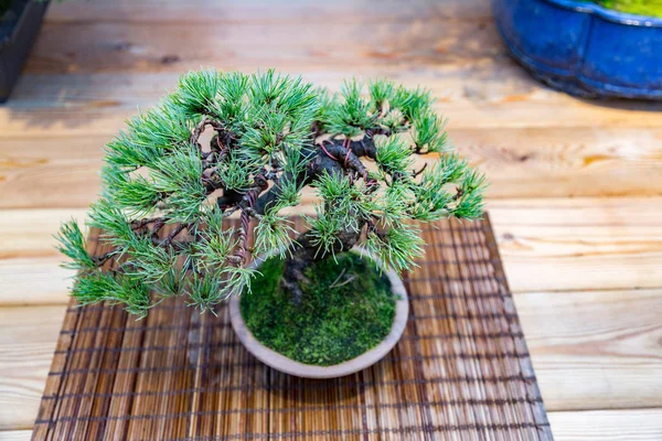 Japanese art of bonsai — Stock Photo, Image