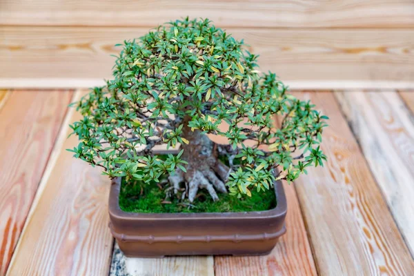 Arte japonesa de bonsai — Fotografia de Stock