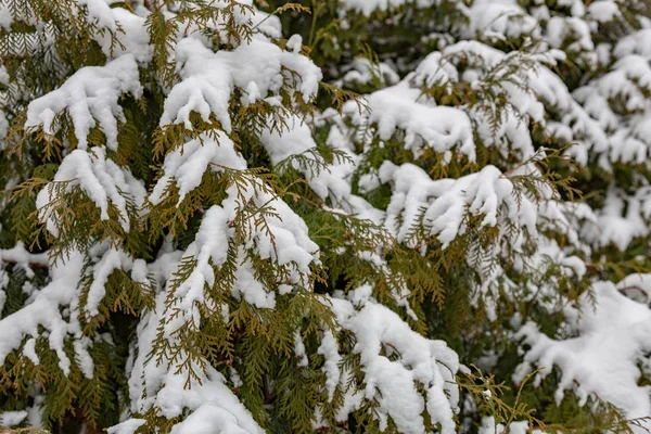 Árbol de coníferas en la nieve —  Fotos de Stock