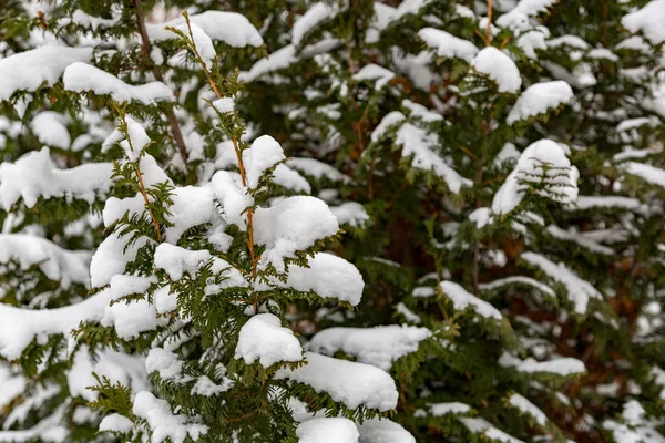 Árbol de coníferas en la nieve —  Fotos de Stock