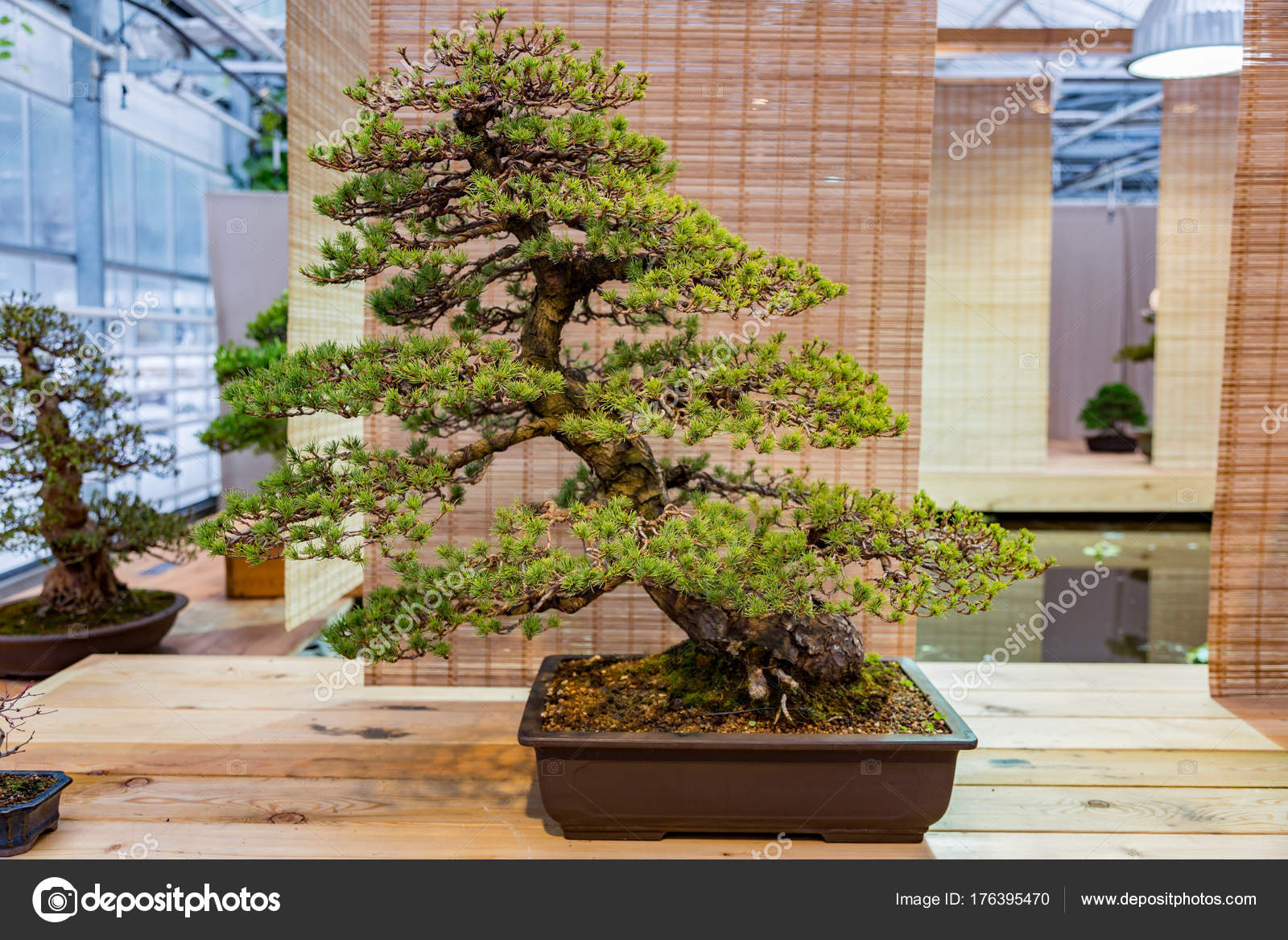 Bonsai nedir nasıl yetiştirilir Bonsai nedir nasıl yetiştirilir