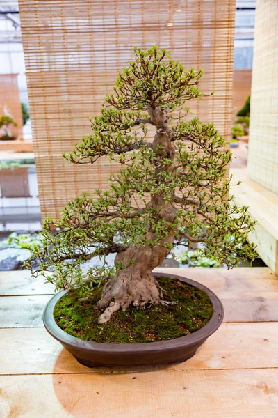 Arte japonesa de bonsai — Fotografia de Stock