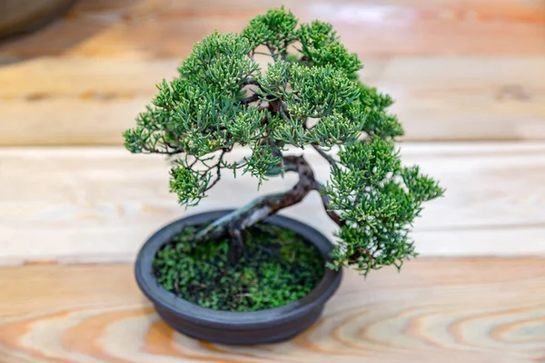 Arte japonesa de bonsai — Fotografia de Stock