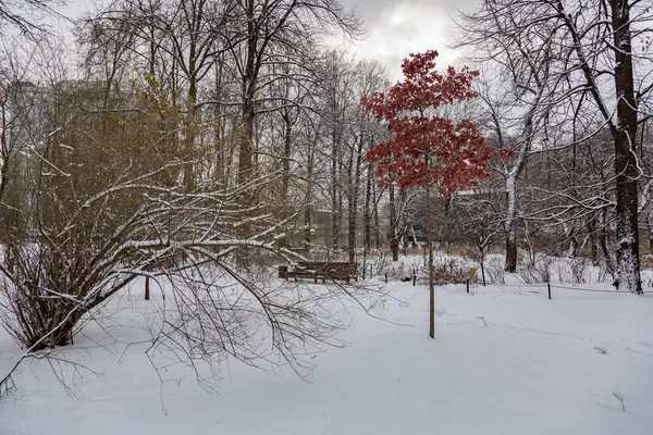 Зима в городском парке — стоковое фото