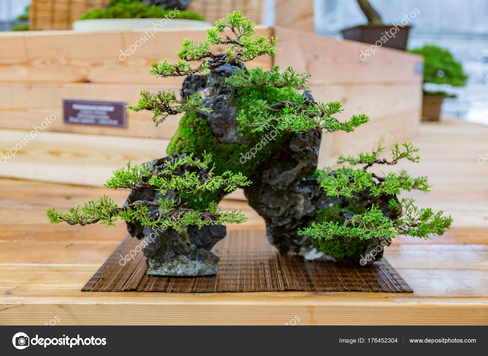 Bonsai nedir nasıl yetiştirilir Bonsai nedir nasıl yetiştirilir