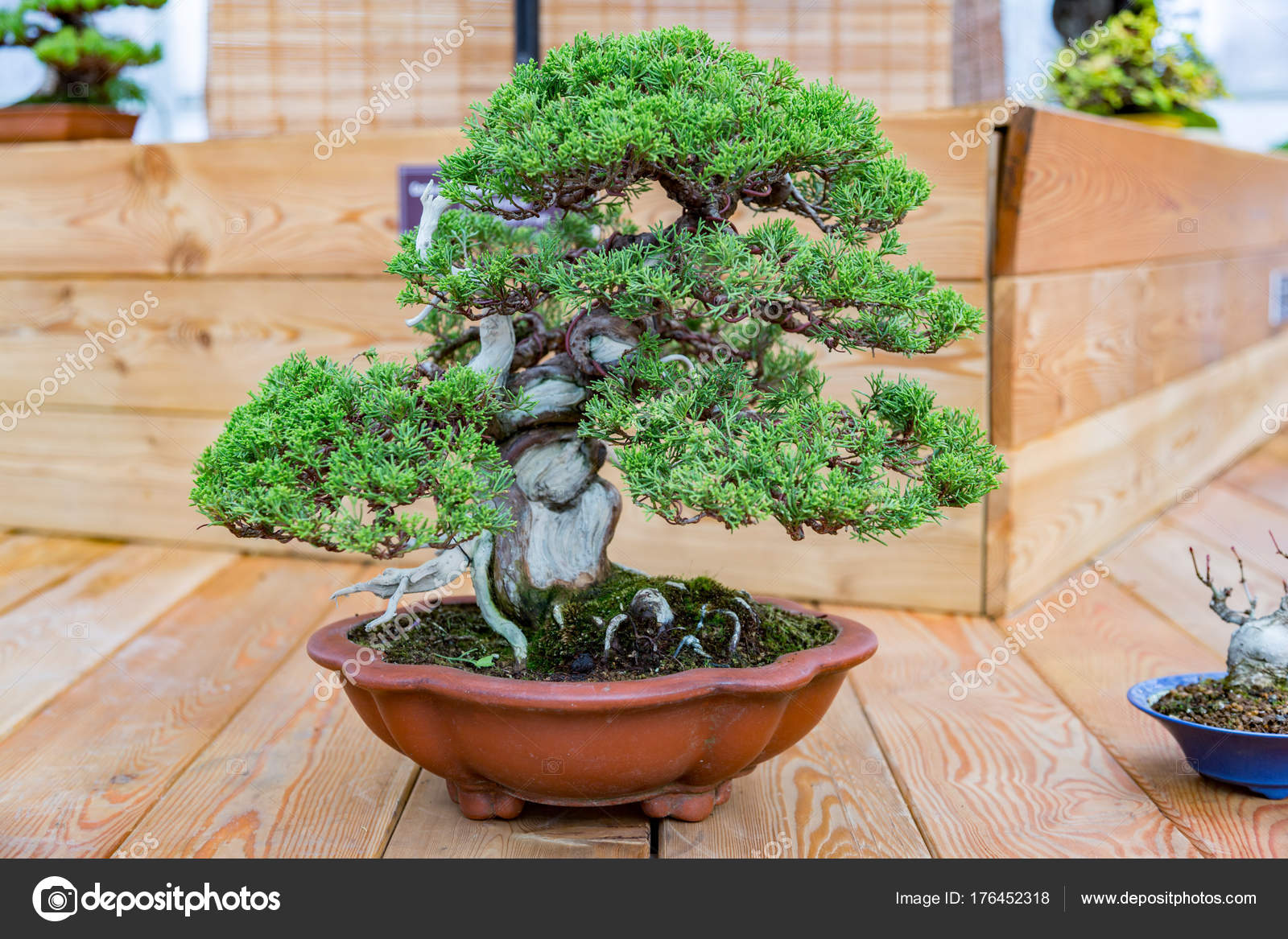 Bonsai nedir nasıl yetiştirilir Bonsai nedir nasıl yetiştirilir
