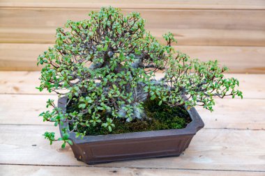 Japon bonsai sanatı