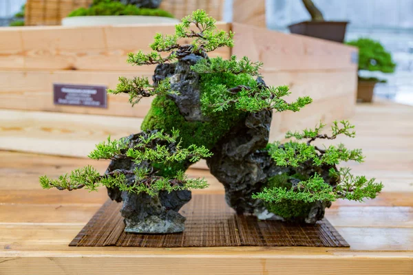 Arte japonés del bonsái — Foto de Stock