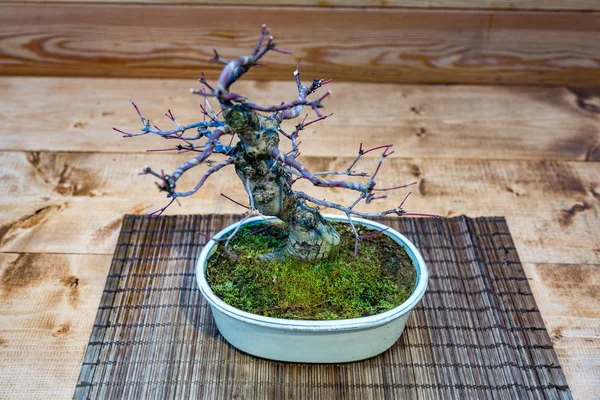 Arte japonesa de bonsai — Fotografia de Stock