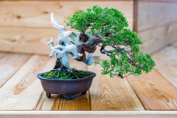 Arte japonesa de bonsai — Fotografia de Stock