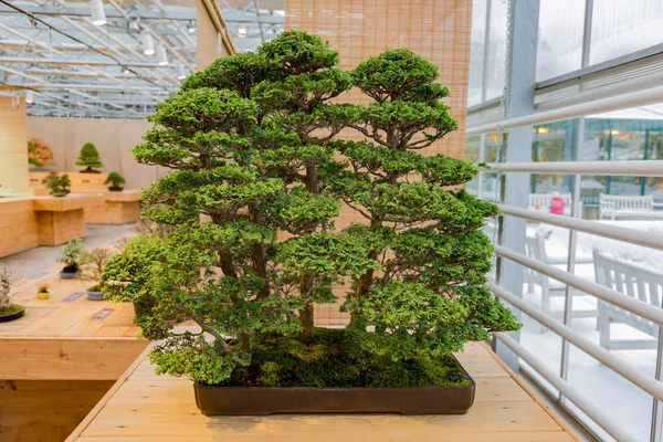 Arte japonés del bonsái — Foto de Stock