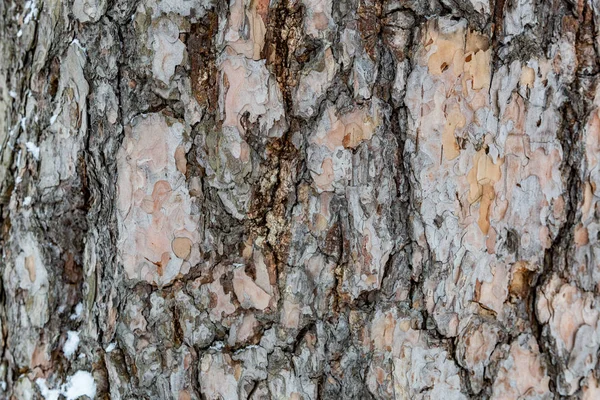 The bark of the tree. Texture — Stock Photo, Image