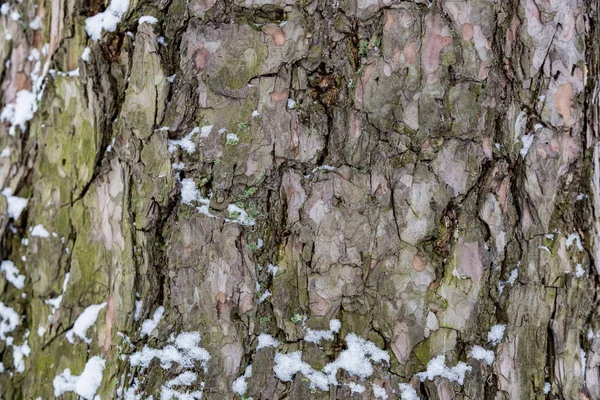 La corteza del árbol. Textura — Foto de Stock