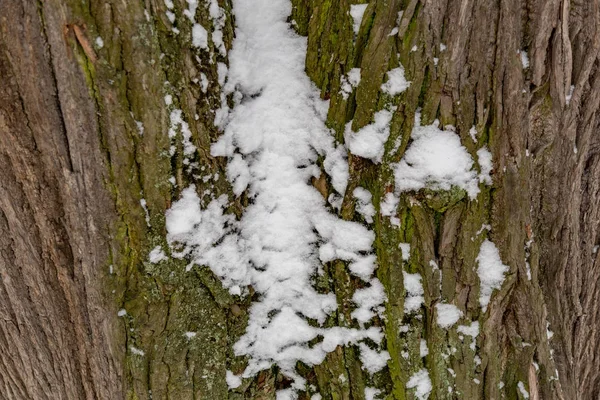 木の樹皮。テクスチャ — ストック写真