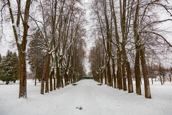 Зима в міському парку — стокове фото