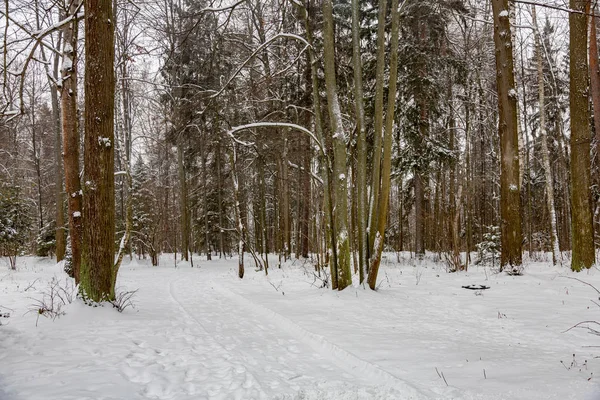 Inverno no parque da cidade — Fotografia de Stock