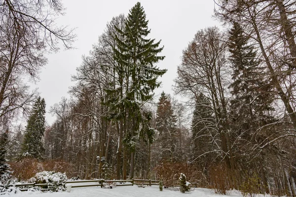 Χειμώνας στο πάρκο της πόλης — Φωτογραφία Αρχείου