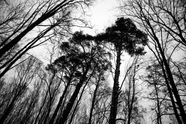 Siyah ve beyaz akşam orman