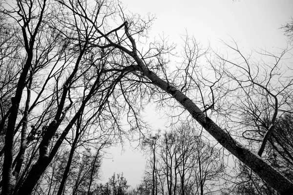 黑和白色晚上森林 — 图库照片
