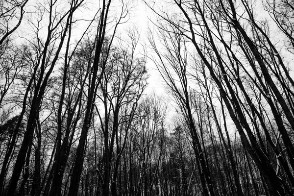 Siyah ve beyaz akşam orman