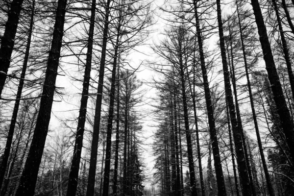 Bosque nocturno blanco y negro — Foto de Stock