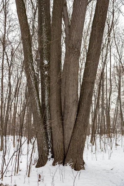Tronco árvore incomum — Fotografia de Stock