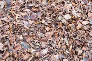 kahverengi sonbahar yaprakları