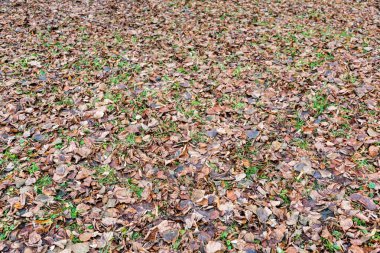 kahverengi sonbahar yaprakları