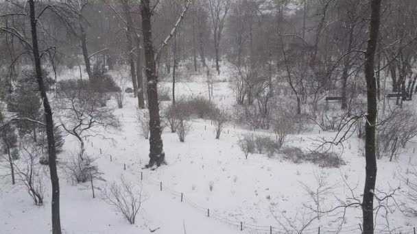 Witte Sneeuw Een Winter Stadspark — Stockvideo