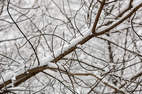Ramas de árboles en la nieve —  Fotos de Stock