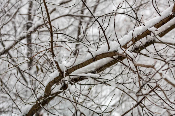 Ramas de árboles en la nieve —  Fotos de Stock