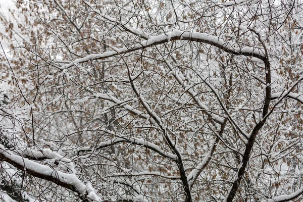 Ramas de árboles en la nieve —  Fotos de Stock