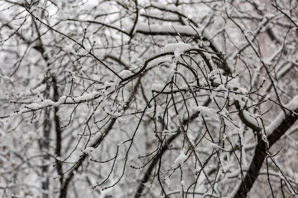 Větve stromů ve sněhu — Stock fotografie