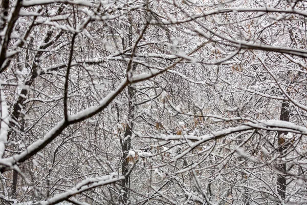 Ramos de árvores na neve — Fotografia de Stock