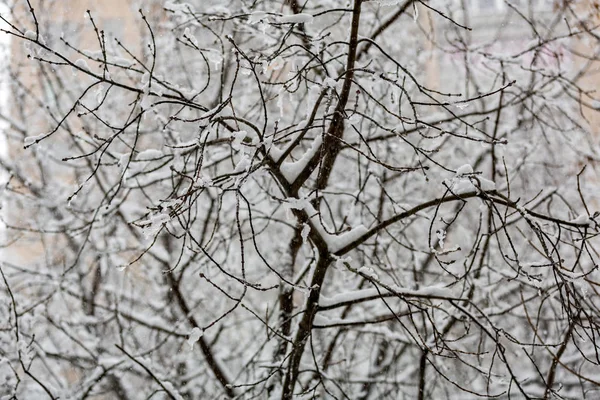 Ramas de árboles en la nieve —  Fotos de Stock