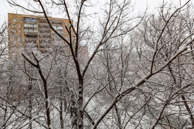 Karda ağaç dalları