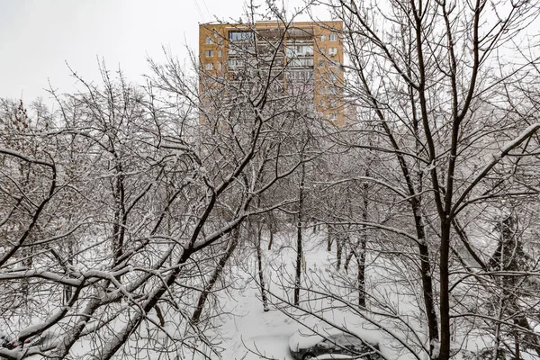 雪地上的树枝 — 图库照片