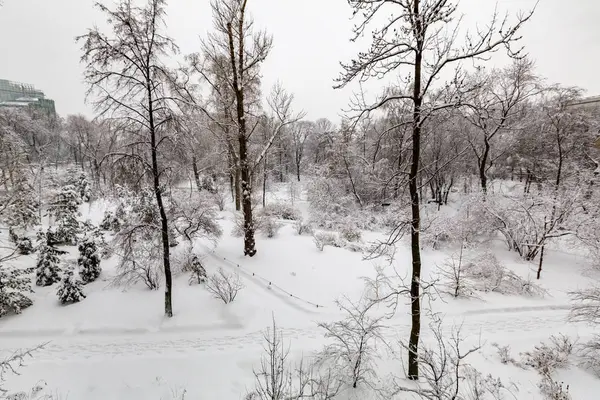 Гілки дерев на снігу — стокове фото