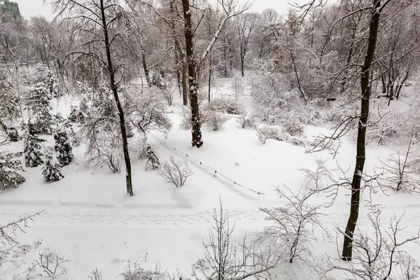 Branches d'arbres dans la neige — Photo