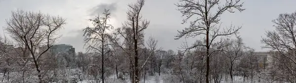 Träd grenar i snön — Stockfoto