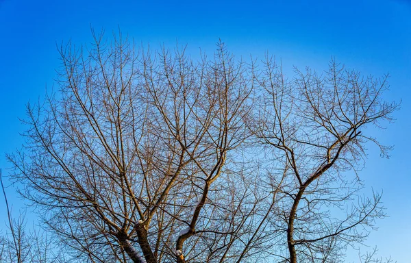 Дерево без листя — стокове фото