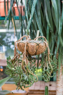 Nadir egzotik kaktüs